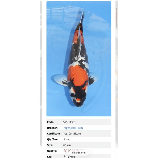 Yagenji koifarm/ Ginrin Showa 60cm / 3�r 