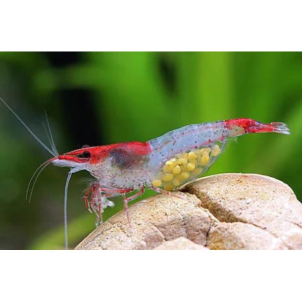 Reker / Neocaridina davidi / Rili Red