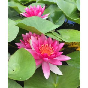 Nymphaeae Attraction