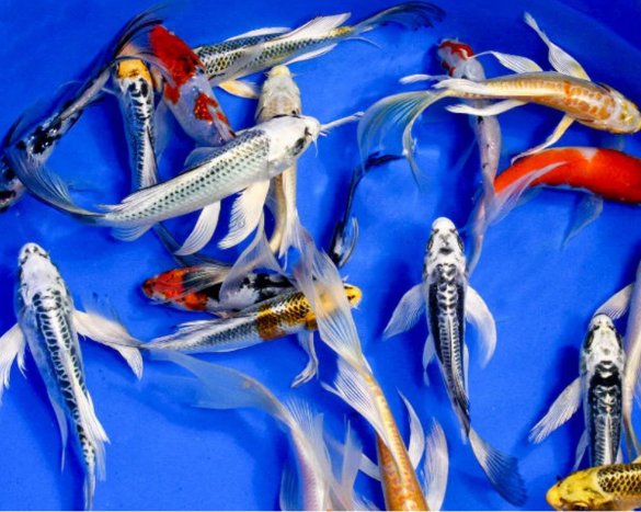 Longfinn / Butterfly Koi 10-12cm 