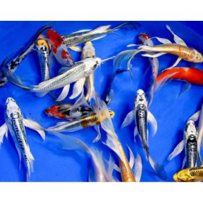 Longfinn / Butterfly Koi 10-12cm 