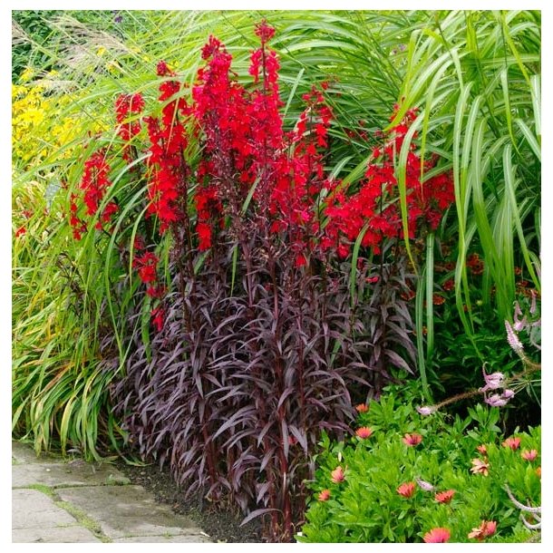 lobelia Queen Victoria 