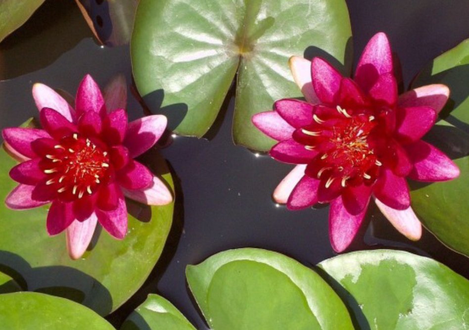 Vannlilje Nymphaeae Burgundy Princess