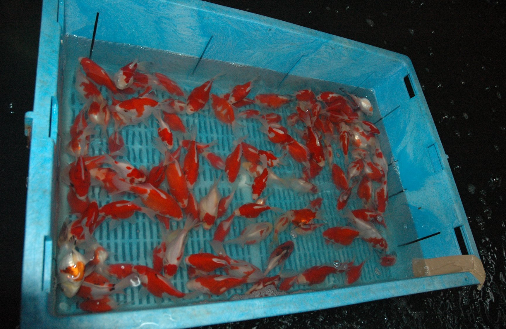 Tamasaba Medium 8-9cm  / Yamasan koifarm Japan 