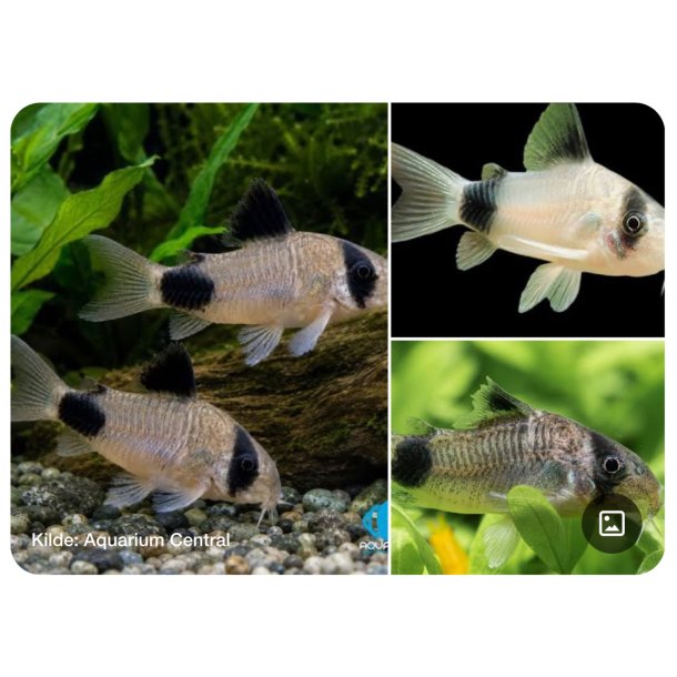 Akvariefisk / Corydoras / 3cm  / Corydoras panda 
