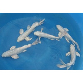 Hndplukket i Japan hos Yamasan koifarm longfinn 28-33cm 