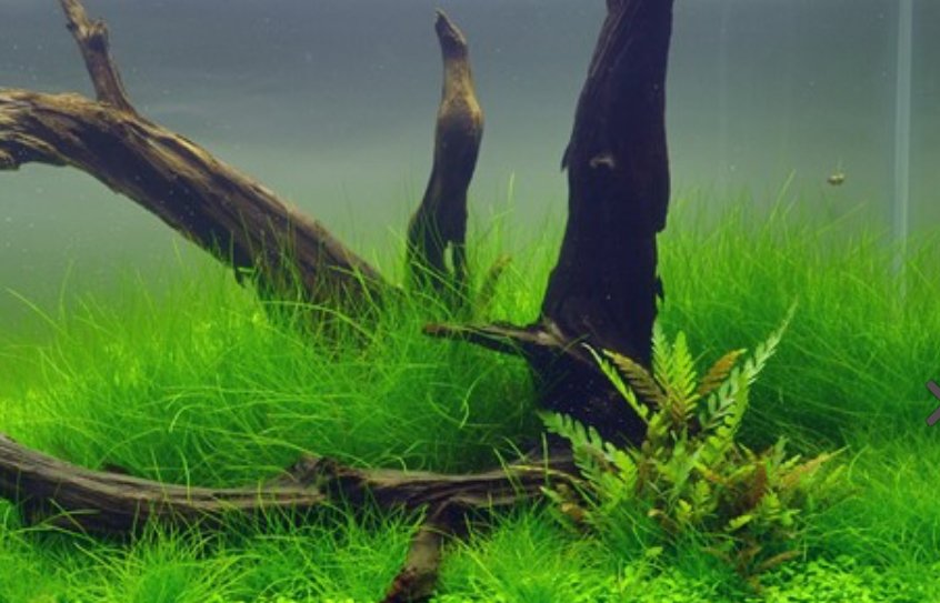 N�lgress ( Eleocharis palustris ) 