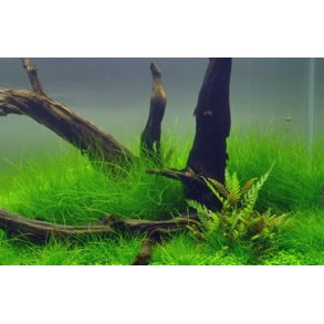 Nlgress ( Eleocharis palustris ) 