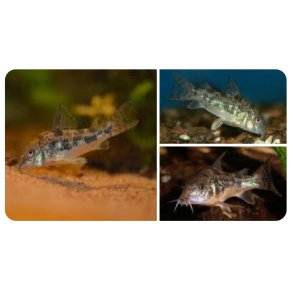 Akvariefisk / Corydoras  / Flekket pansermalle 3,5cm  /  Corydoras paleatus