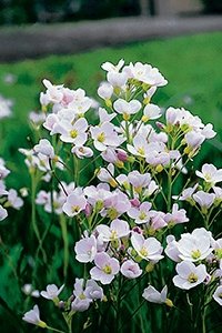 Kantplante Engkarse (Cardamine pratensis)