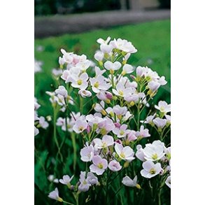 Engkarse (Cardamine pratensis)
