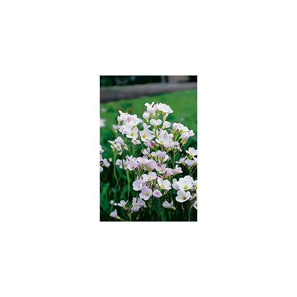 Engkarse (Cardamine pratensis)