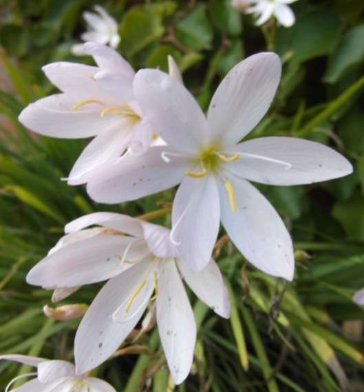 Kantplante Hvit Kafferlilje / Schizostylis coccinea Alba