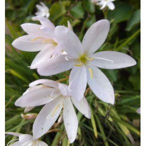 Hvit Kafferlilje / Schizostylis coccinea Alba