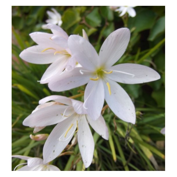 Hvit Kafferlilje / Schizostylis coccinea Alba