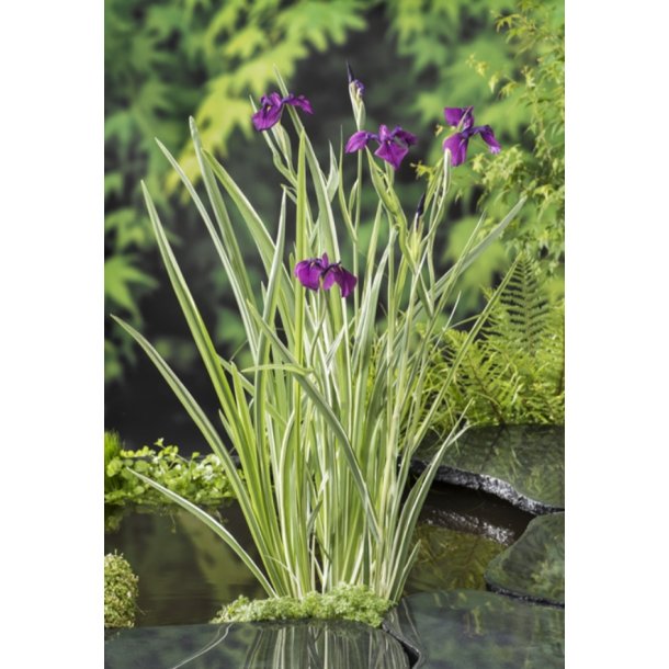 Iris ensata Variegata Kaempferi