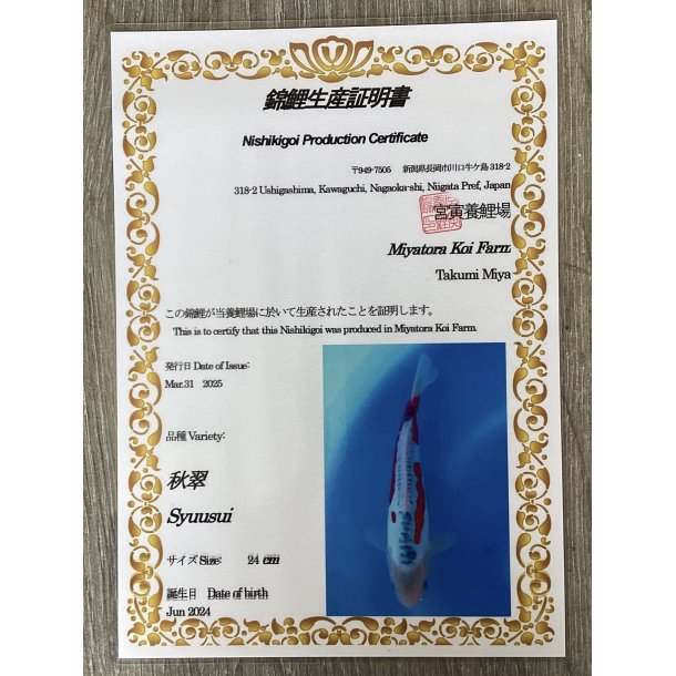 Myatora koifarm 20-25cm / Fdt Juni 2024 / med sertifikat 