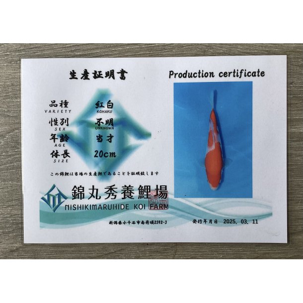 Maruhide koifarm 22-25cm fdt 2024 / Kohaku med sertifikat 