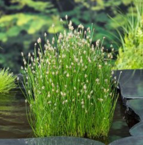 N�lgress ( Eleocharis palustris ) 