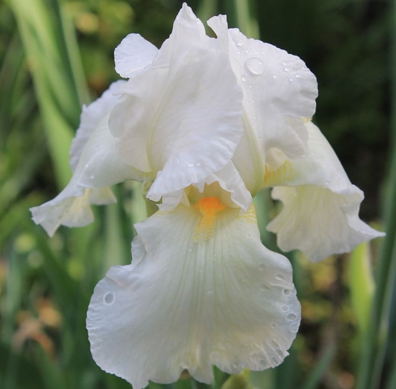 Sumplante Iris Ensata  / Hvit Japansk iris 