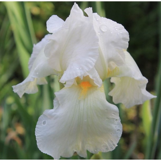 Iris Ensata  / Hvit Japansk iris 