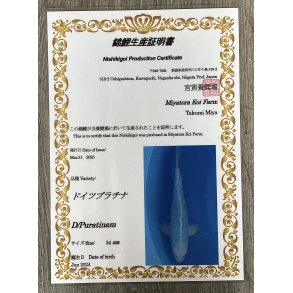 Myatora koifarm 20-25cm / Fdt Juni 2024 / med sertifikat 