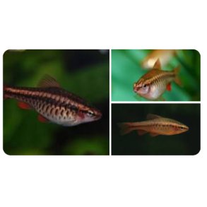 Akvariefisk / Barbe / Cherrybarbe 2,5-3,5cm Puntius titteya
