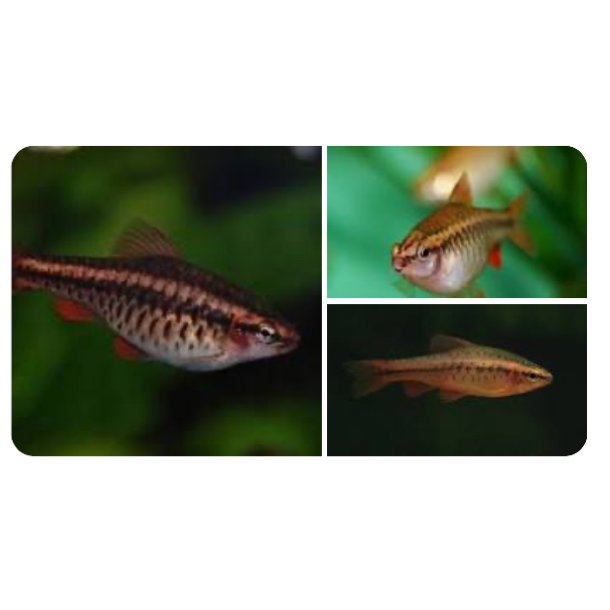 Akvariefisk / Barbe / Cherrybarbe 2,5-3,5cm Puntius titteya