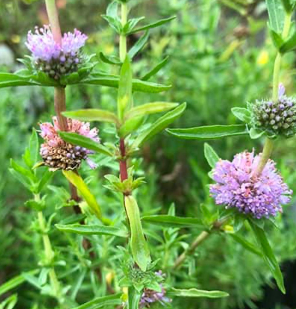 Sumpplante Mentha cervina / Bl� 