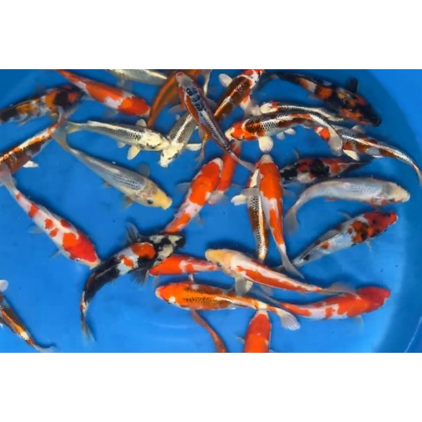 Hosokai  Mix / 1 ringer / 14-16cm 