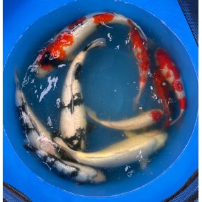 H�ndplukket 3 �ringer hos Suda koifarm / kasse 3 / 45-47cm   / plukket 10/3 2026 