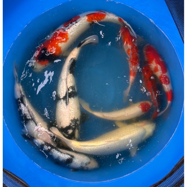 H�ndplukket 2�ringer hos Suda koifarm / kasse 2  / 30-35cm  / plukket 10/3 2026 