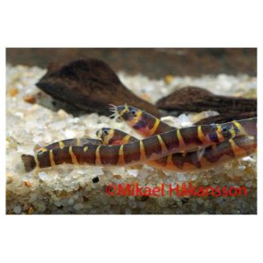 Kuhlii �l 4-6cm / Pangio khulii