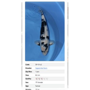 Yagenji koifarm/ Shiro Utsuri 62cm  / 3�r 