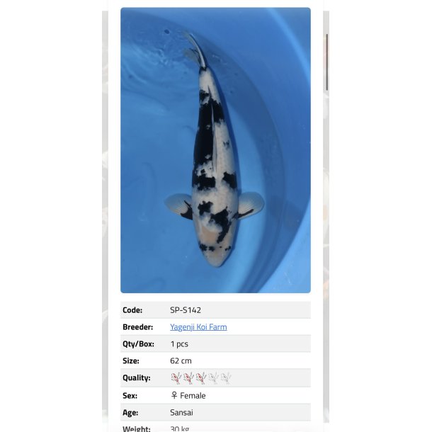 Yagenji koifarm/ Shiro Utsuri 62cm  / 3�r 