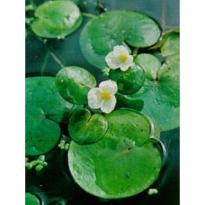 Froskebitt (Hydrocharis morsus-ranea)  1 posjon = 5-7 planter 