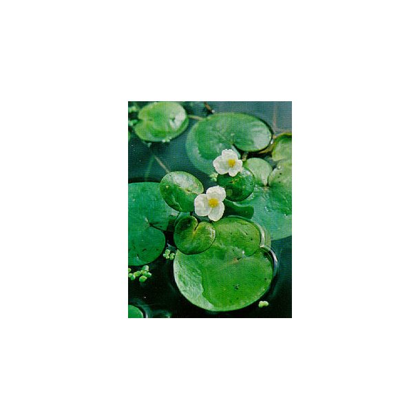 Froskebitt (Hydrocharis morsus-ranea)  1 posjon = 5-7 planter 