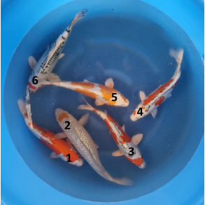 Fukusawa Mix 30-35cm