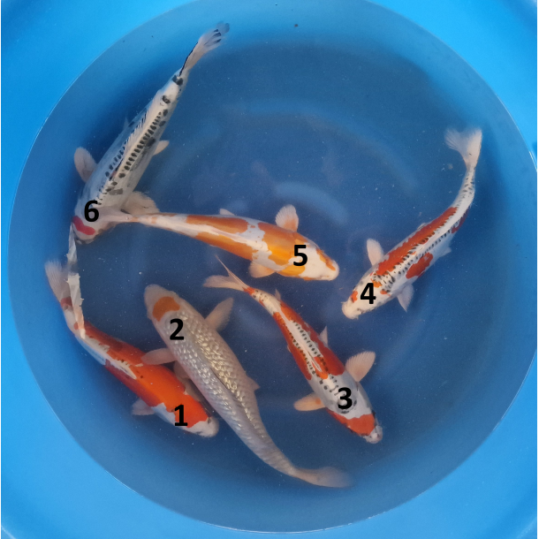 Fukusawa Mix 30-35cm