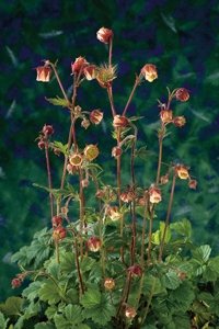 Kantplante Geum rivale (Enghumleblom)