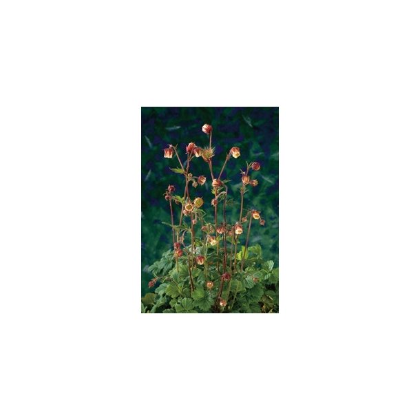 Geum rivale (Enghumleblom)