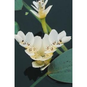 Gitterplante (Aponogeton distachyus) i beger