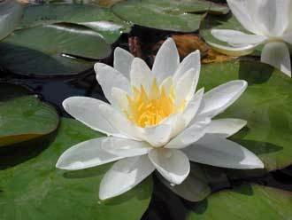 Nymphaeae Gladstoniana