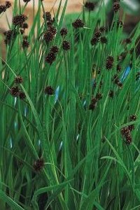 Sumpplante Juncus ensifolius 