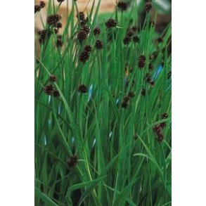 Juncus ensifolius 