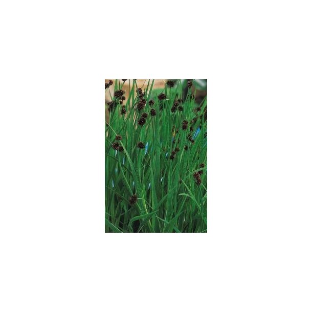 Juncus ensifolius 