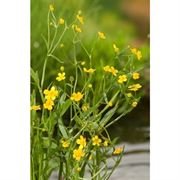 Sumpplante Groftesoleie (Ranunculus flammula)