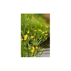 Sumpplante Groftesoleie (Ranunculus flammula)