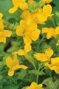 Gul gjoglerblomst (Mimulus luteus)