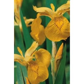 Gul sumpiris (Iris Pseudacorus)